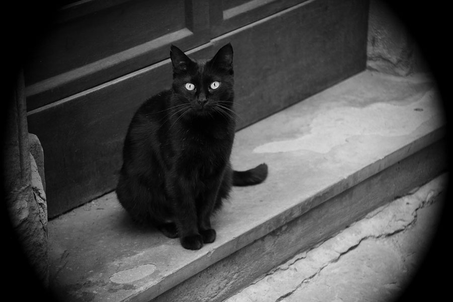 Black Cat by Damara Davidson